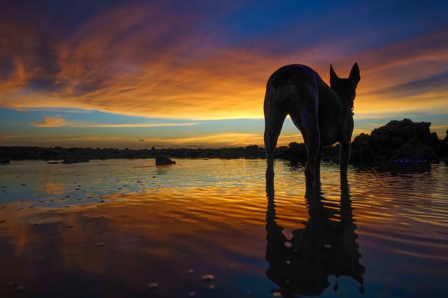 darwin water and nature