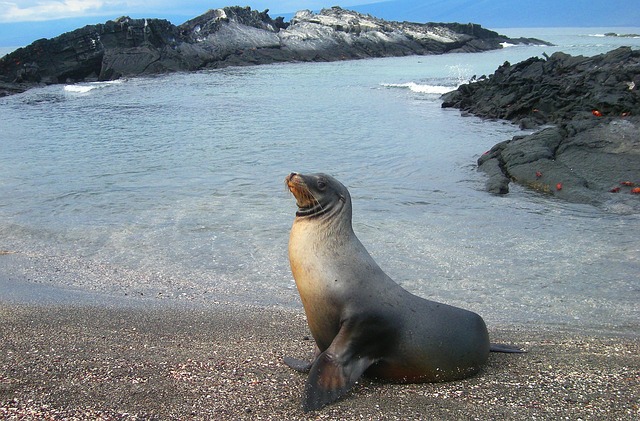 darwin seaside